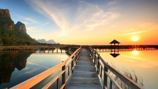 优发集团：园林绿化原生朴树