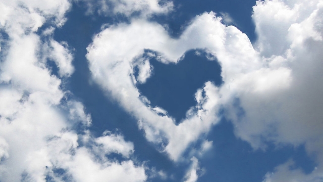 园林绿化的花卉有什么